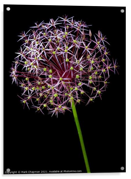 Allium flower against black background Acrylic by Photimageon UK
