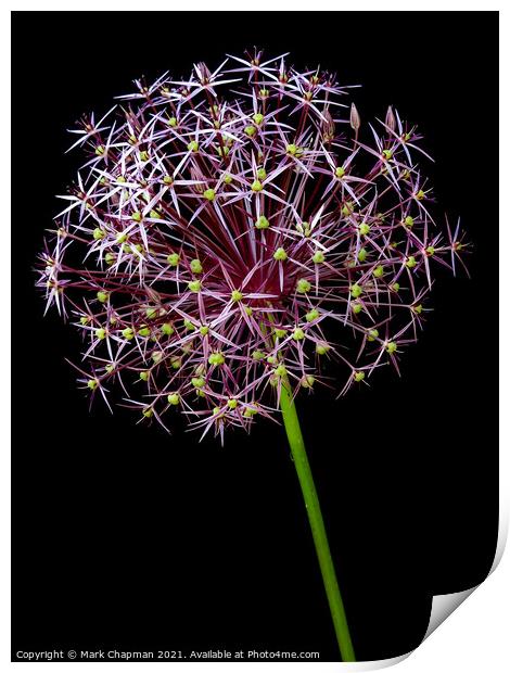 Allium flower against black background Print by Photimageon UK