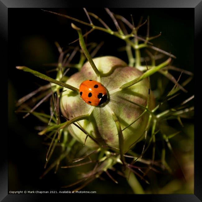 Single ladybird on Love in a Mist seedhead Framed Print by Photimageon UK