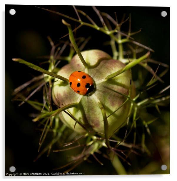 Single ladybird on Love in a Mist seedhead Acrylic by Photimageon UK