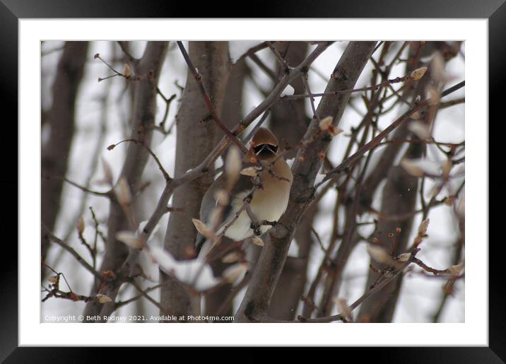 Cedar Waxwing in Winter Framed Mounted Print by Beth Rodney