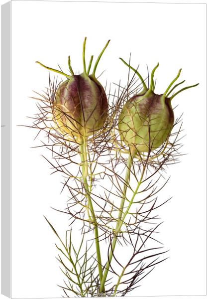 Love in a Mist seedheads Canvas Print by Photimageon UK