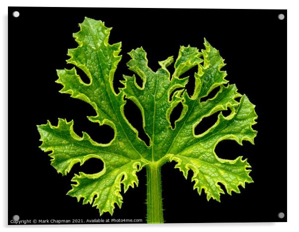 Courgette plant leave Acrylic by Photimageon UK