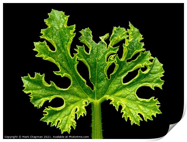 Courgette plant leave Print by Photimageon UK