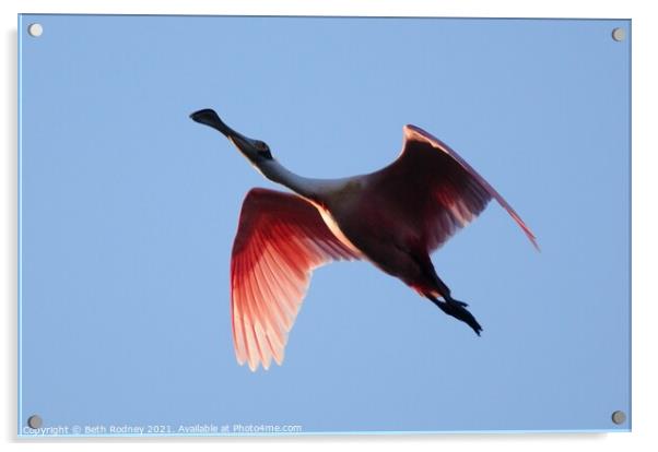 Roseate Spoonbill in flight Acrylic by Beth Rodney