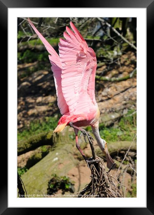 Roseate Spoonbill Precarious Perch Framed Mounted Print by Beth Rodney