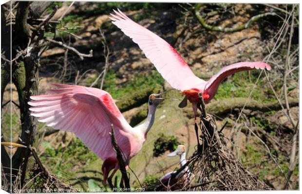 Roseate Spoonbill Tussle Canvas Print by Beth Rodney