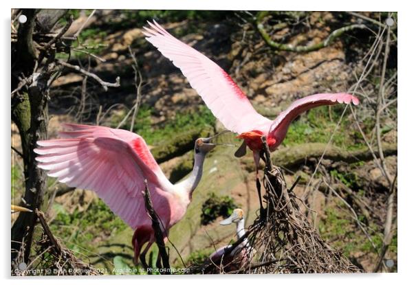 Roseate Spoonbill Tussle Acrylic by Beth Rodney