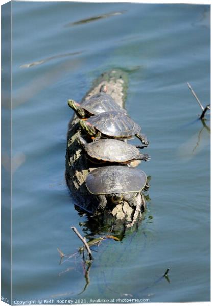 Turtles in a row Canvas Print by Beth Rodney