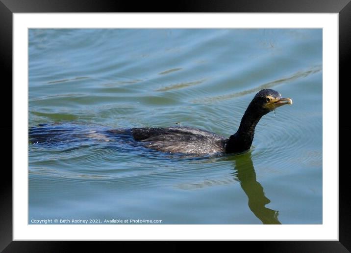 Neotropic Cormorant swimming Framed Mounted Print by Beth Rodney