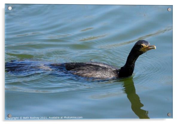 Neotropic Cormorant swimming Acrylic by Beth Rodney