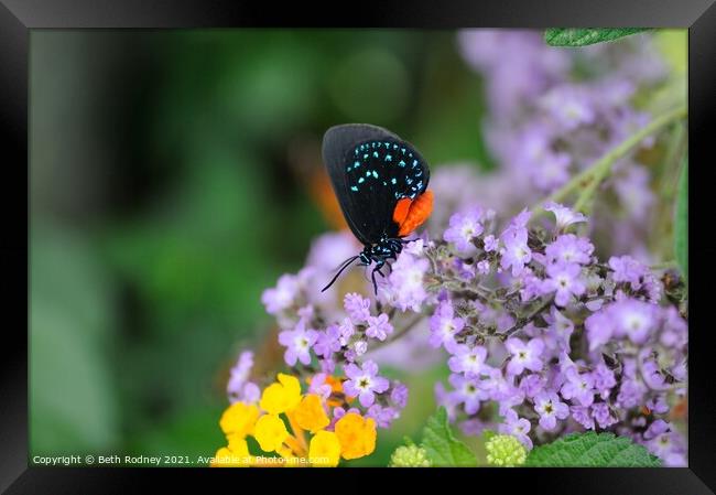 Atala butterfly feeding Framed Print by Beth Rodney