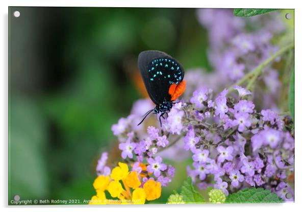 Atala butterfly feeding Acrylic by Beth Rodney