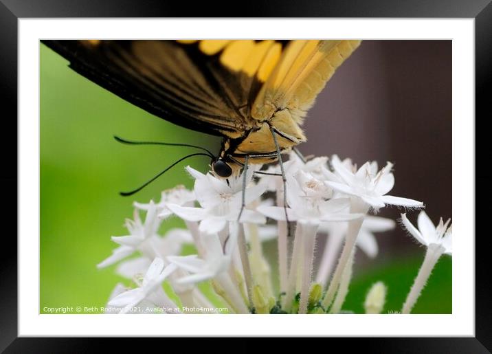 Swallowtail close-up Framed Mounted Print by Beth Rodney