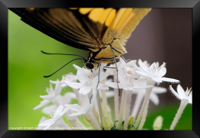 Swallowtail close-up Framed Print by Beth Rodney