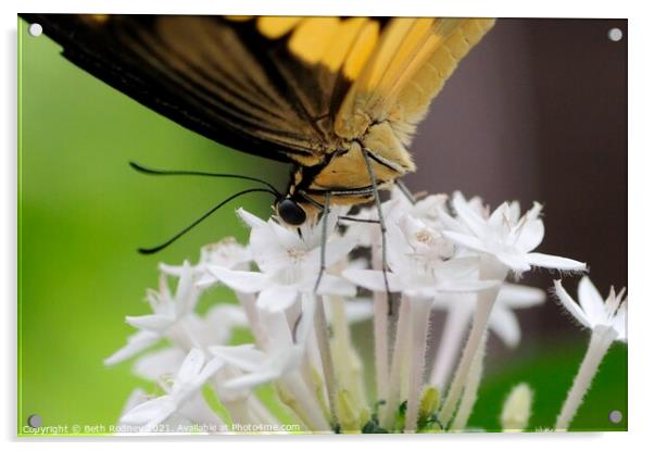 Swallowtail close-up Acrylic by Beth Rodney