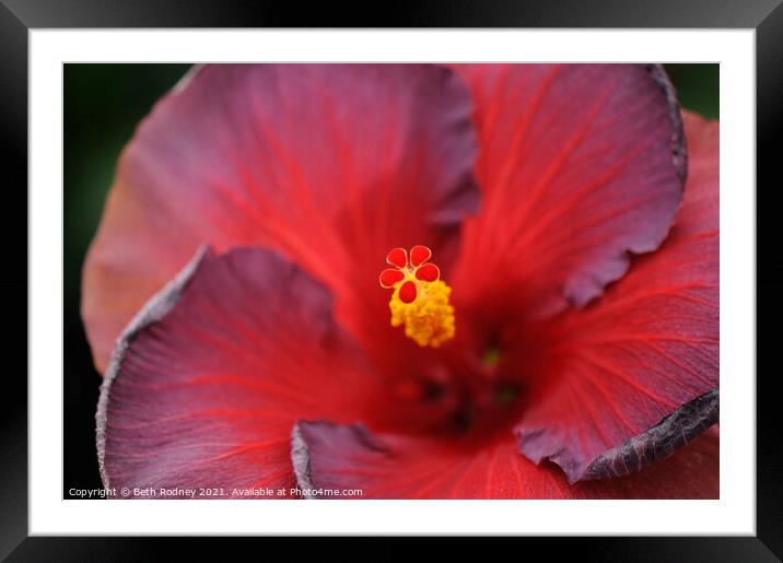 Hibiscus Stamen Close-up Framed Mounted Print by Beth Rodney