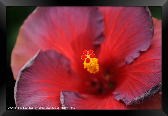 Hibiscus Stamen Close-up Framed Print by Beth Rodney