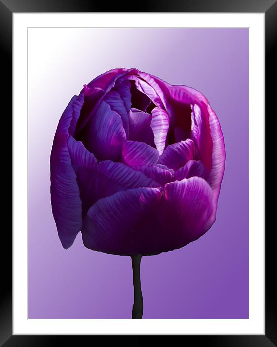 Purple Tulip on graduated background Framed Mounted Print by Peter Elliott 
