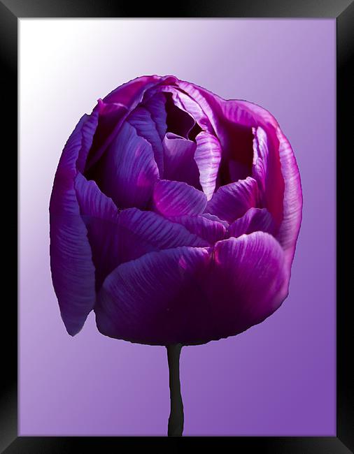 Purple Tulip on graduated background Framed Print by Peter Elliott 