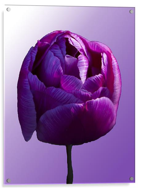 Purple Tulip on graduated background Acrylic by Peter Elliott 