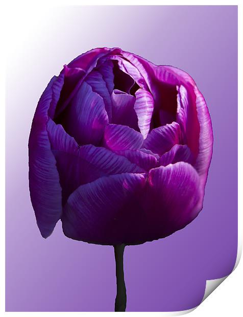 Purple Tulip on graduated background Print by Peter Elliott 