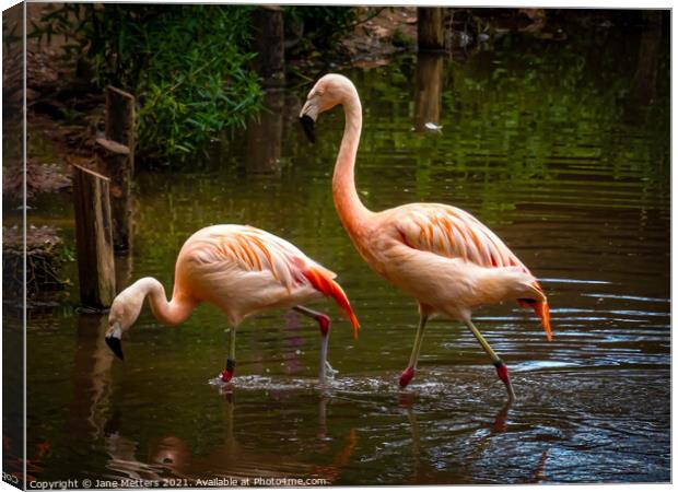 Flamingos  Canvas Print by Jane Metters