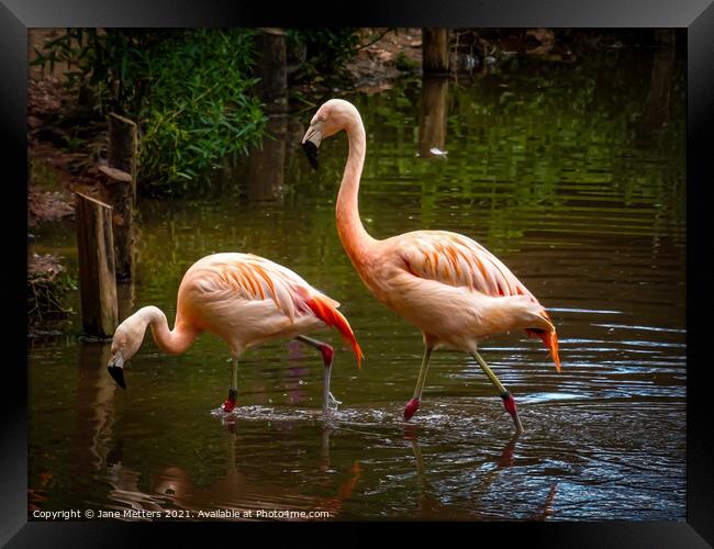 Flamingos  Framed Print by Jane Metters