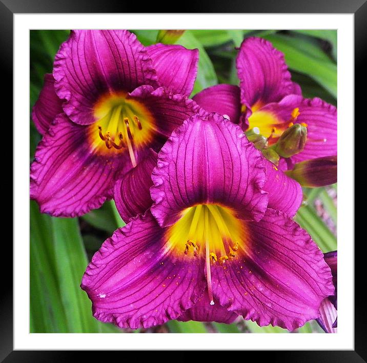 Happy trio flowers in Purple and gold Framed Mounted Print by Patti Barrett