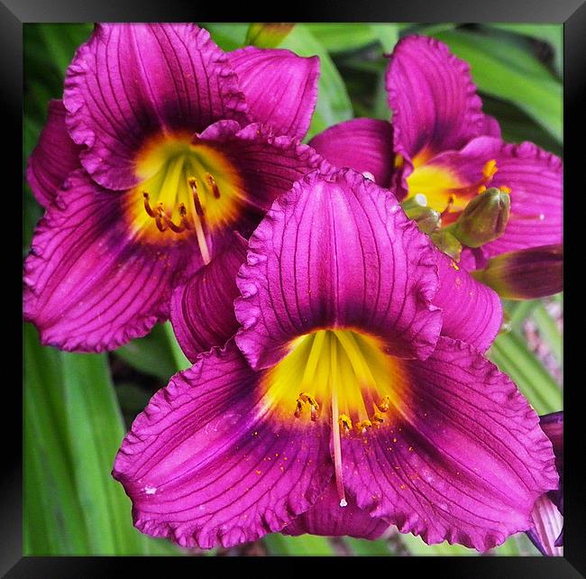 Happy trio flowers in Purple and gold Framed Print by Patti Barrett