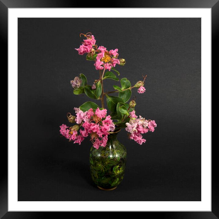  Pink Lantana Flowers in a Vase.  Framed Mounted Print by Geoff Childs