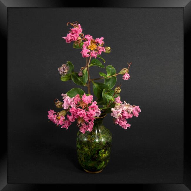  Pink Lantana Flowers in a Vase.  Framed Print by Geoff Childs