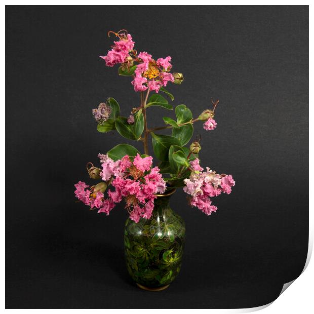  Pink Lantana Flowers in a Vase.  Print by Geoff Childs