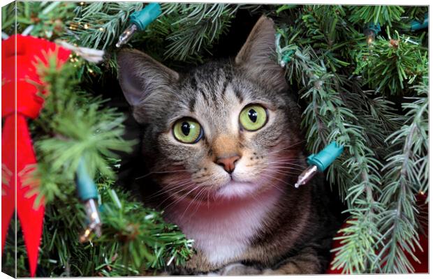 Family cat looking out from inside Christmas tree  Canvas Print by Thomas Baker