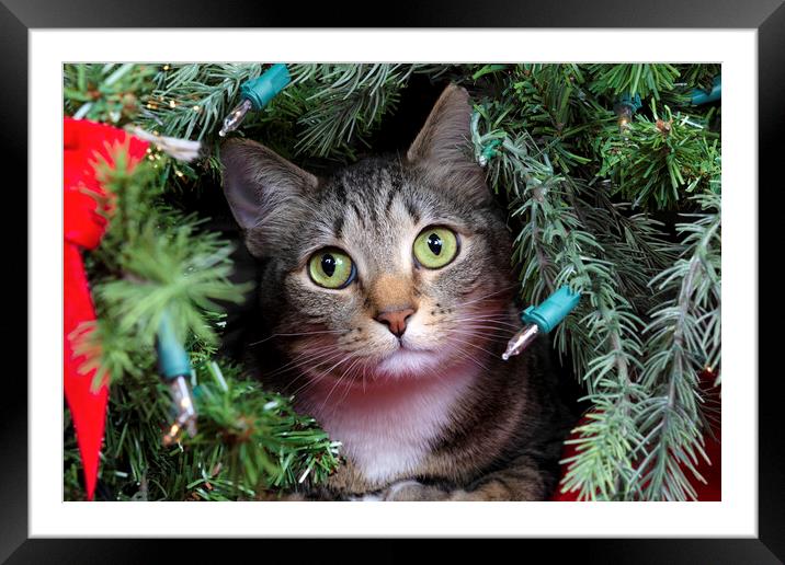Family cat looking out from inside Christmas tree  Framed Mounted Print by Thomas Baker