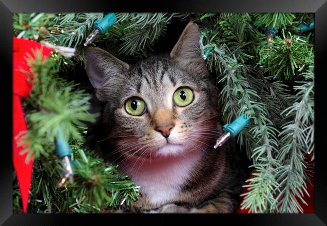Family cat looking out from inside Christmas tree  Framed Print by Thomas Baker