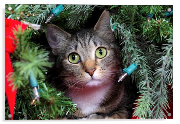 Family cat looking out from inside Christmas tree  Acrylic by Thomas Baker