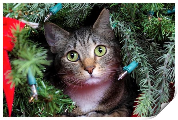 Family cat looking out from inside Christmas tree  Print by Thomas Baker