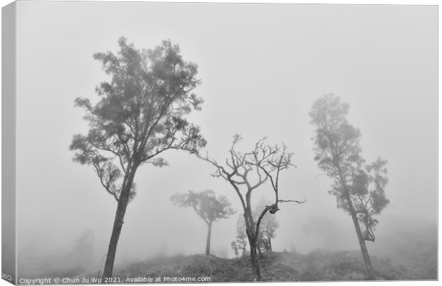 Trees in fog black and white Canvas Print by Chun Ju Wu