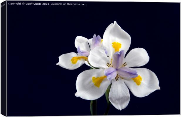  Wild Iris flowers isolated on black. Canvas Print by Geoff Childs