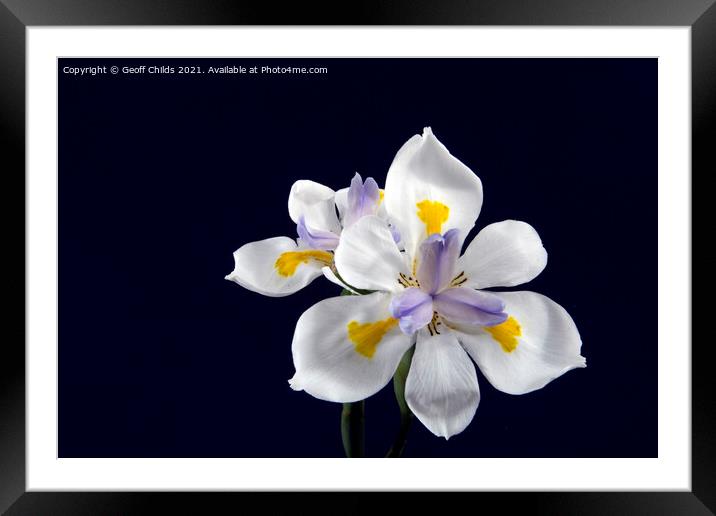  Wild Iris flowers isolated on black. Framed Mounted Print by Geoff Childs