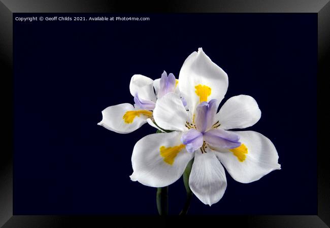  Wild Iris flowers isolated on black. Framed Print by Geoff Childs