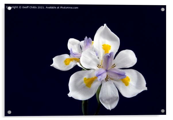  Wild Iris flowers isolated on black. Acrylic by Geoff Childs
