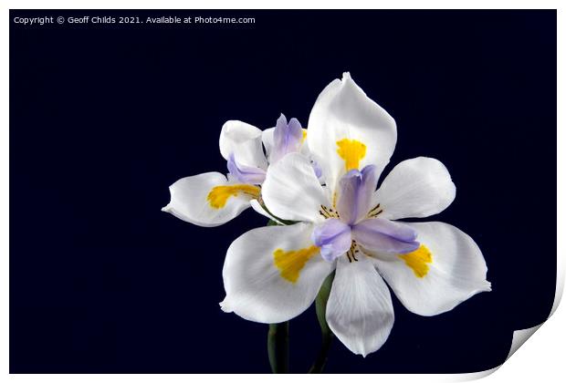  Wild Iris flowers isolated on black. Print by Geoff Childs