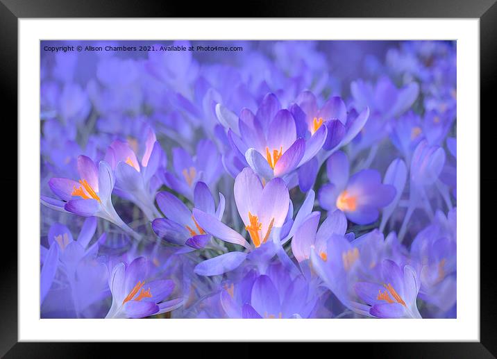 Crocus Illumine Framed Mounted Print by Alison Chambers