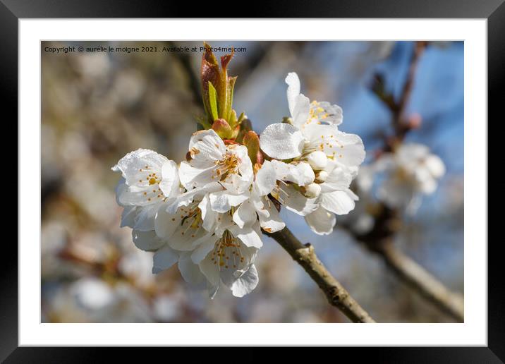 White flowers of cherry tree Framed Mounted Print by aurélie le moigne