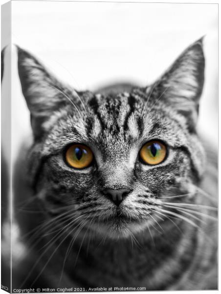 Portrait of a Tabby cat Canvas Print by Milton Cogheil
