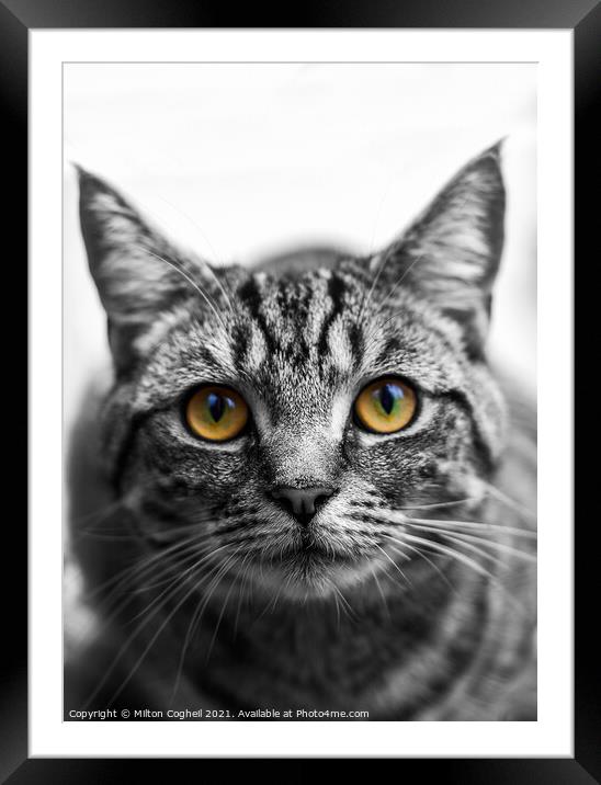 Portrait of a Tabby cat Framed Mounted Print by Milton Cogheil
