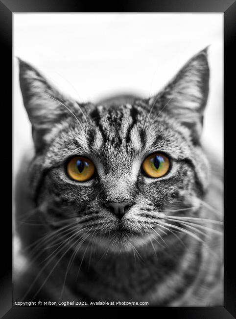 Portrait of a Tabby cat Framed Print by Milton Cogheil