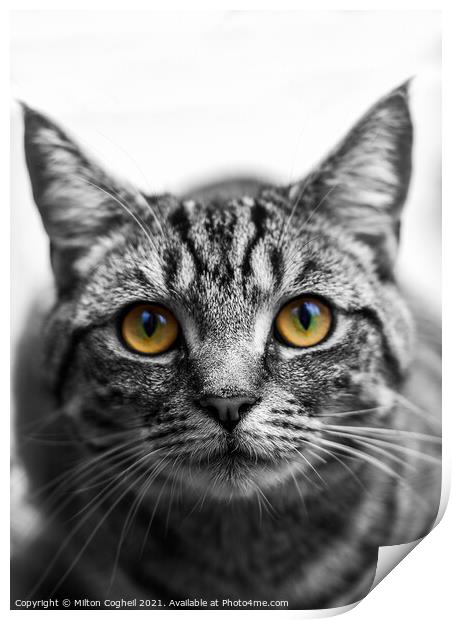 Portrait of a Tabby cat Print by Milton Cogheil